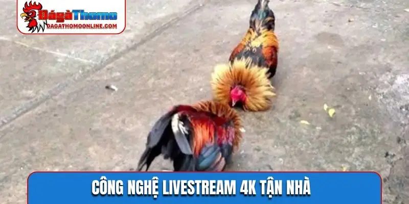 Công nghệ livestream 4K tận nhà