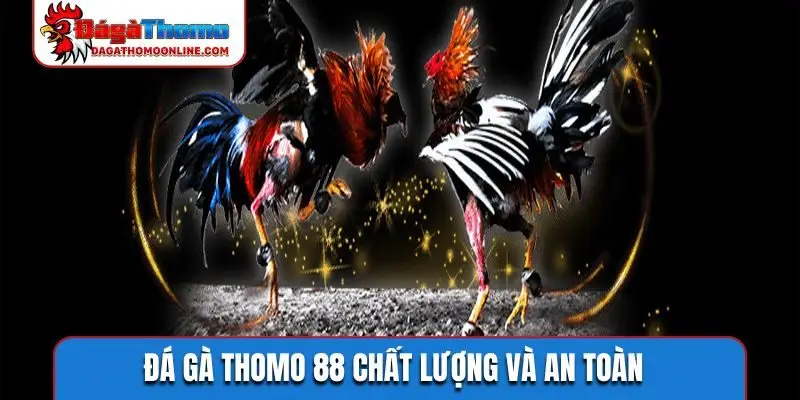 Đá gà Thomo 88 chất lượng và an toàn
