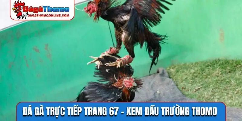 đá gà trực tiếp trang 67