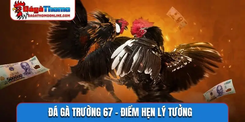 Đá gà trường 67
