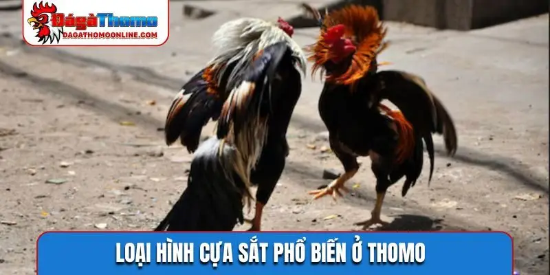 Loại hình cựa sắt phổ biến ở Thomo