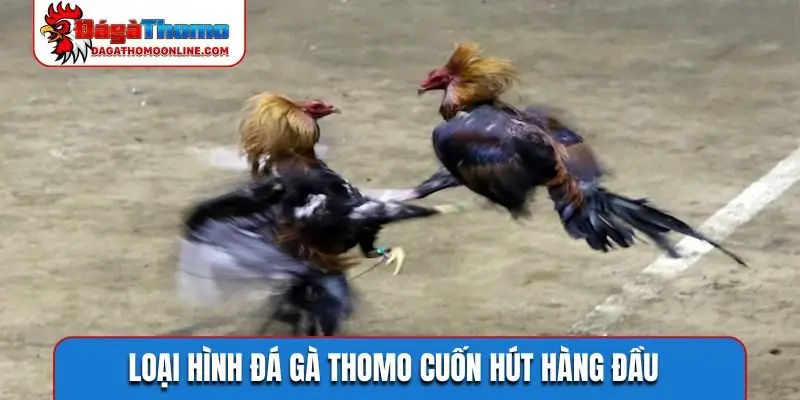 Loại hình đá gà Thomo cuốn hút hàng đầu