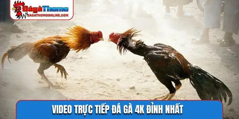 Video trực tiếp đá gà 4K đỉnh nhất