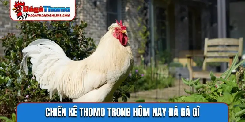 Chiến kê Thomo trong hôm nay đá gà gì