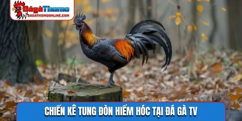 Chiến kê tung đòn hiểm hóc tại đá gà TV