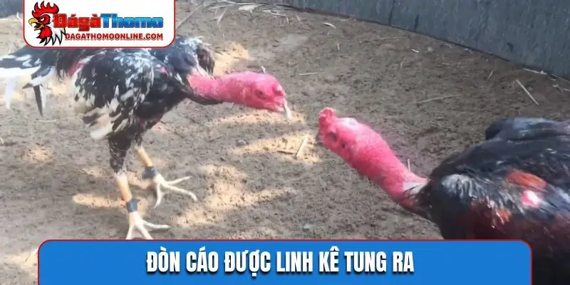 Đòn cáo được linh kê tung ra