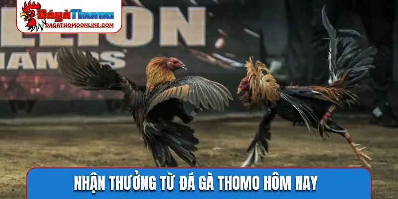 Nhận thưởng từ đá gà Thomo hôm nay