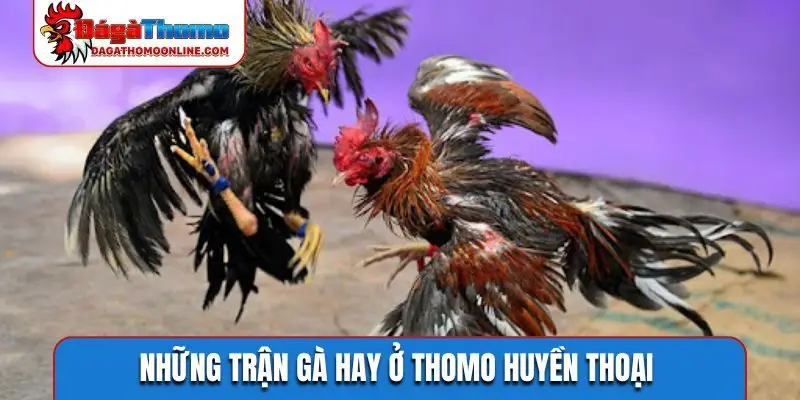 Những trận gà hay ở Thomo