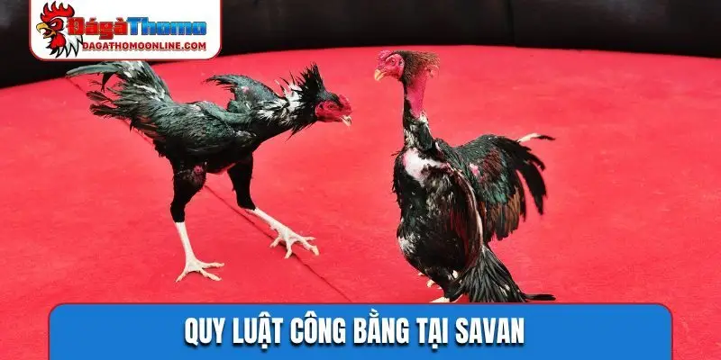 Quy luật công bằng tại Savan