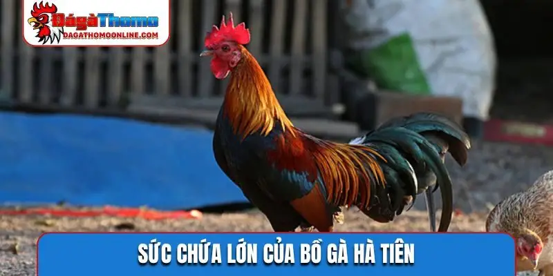 Sức chứa lớn của bồ gà Hà Tiên