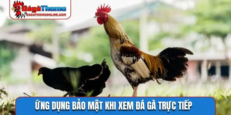 Ứng dụng bảo mật khi xem đá gà trực tiếp